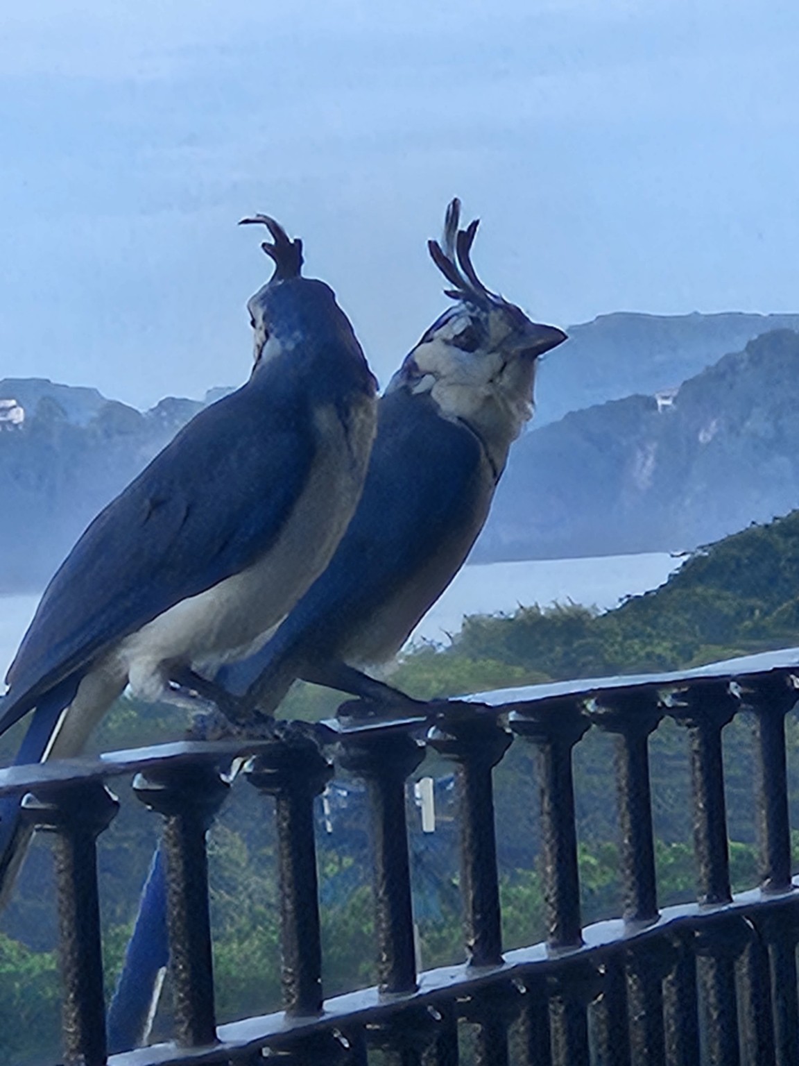 Two birds on the Serenity terrace railing
